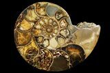 Rare, Ammonite (Argonauticeras) - Befandriana, Madagascar #168520-2